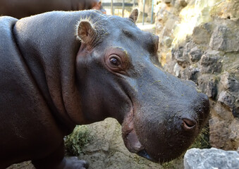 Cute african hippo is on the background of rocks. Hippopotamus amphibius is at the public zoo on...