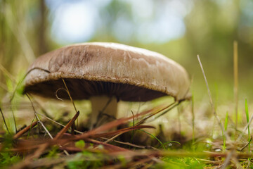 brown mushroom among pine branches illuminated by sunlight
