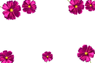 Purple cosmos flower isolated on white background pattern. Flowers with blank white copy space.
