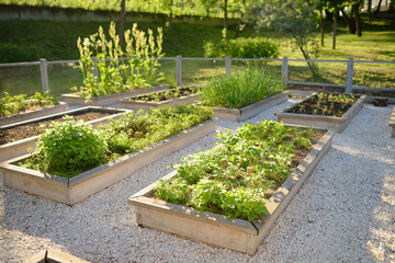 Community kitchen garden. Raised garden beds with plants in vegetable community garden. Lessons of...