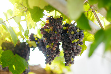 Vineyard on a sunny summer day. A bunch of purple grapes. Harvesting ripe grapes in autumn. Viticulture, winegrowing and winemaking. Local business