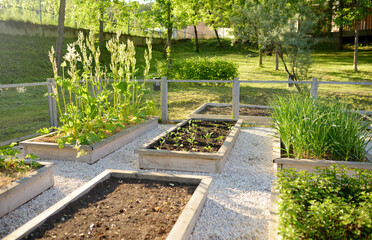 Community kitchen garden. Raised garden beds with plants in vegetable community garden. Lessons of...