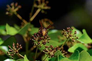 wasp perched on a plant in the foreground