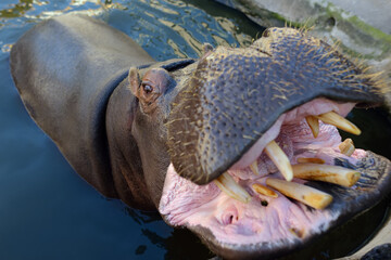 Africa angry hippo is on the water. Hippopotamus amphibius with a wide open mouth displaying dominance and aggression