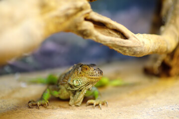 Green iguana lizard in terrarium.