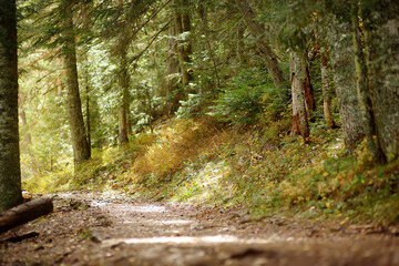 Scenic view of the forest in National Park Durmitor on autumn day. Hiking and travel.