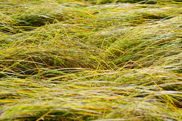 Field of golden grass in summer. Stalks of dry grass in a field at sunset. Golden wild plants meadow. Texture.