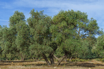 olive tree field in andalucia , spain with cloudy sky