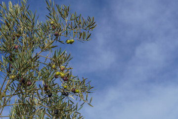 olive branch with fruit with blue sky and clouds in the background