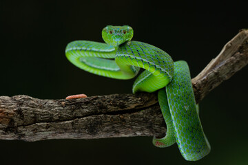 A male Hagen's pit viper Trimeresurus (parias) hageni on attacking position with bokeh background