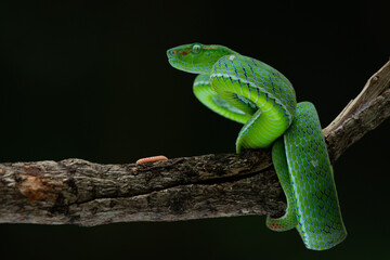 A male Hagen's pit viper Trimeresurus (parias) hageni on attacking position with bokeh background