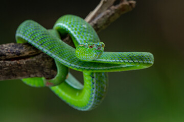A male Hagen's pit viper Trimeresurus (parias) hageni on attacking position with bokeh background