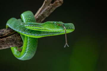 A male Hagen's pit viper Trimeresurus (parias) hageni on attacking position with bokeh background