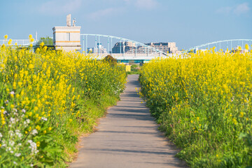 多摩川河川敷　菜の花に囲まれた一本道【東京都・大田区】