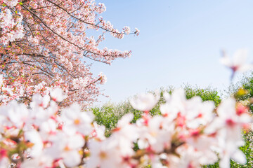 多摩川河川敷　満開の桜並木【イメージ素材】　
Scenery along the Tama River in spring - Tokyo, Japan