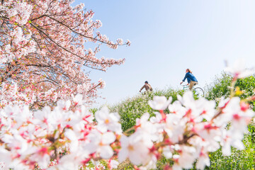 春の多摩川河川敷　サイクリングロードの風景【イメージ素材】　
Tama River cycling path in spring - Tokyo, Japan