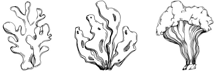 Hand drawn corals isolated on white. Sketch drawing