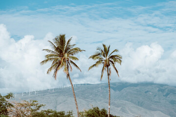 Beautiful tropical trees against sky. Rows of beautiful palm trees on cloudy sky