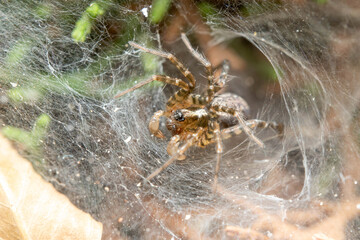 Funnel weaver spider, Textrix sp., waiting for preys on a sunny day