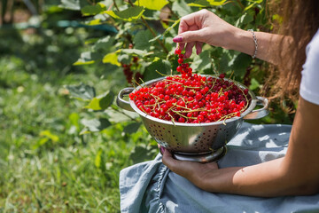 Hands of a woman in close-up. The girl is harvesting berries. Healthy ripe red currant in a bowl in the summer garden. An organic set of vitamins with fresh green leaves. © Юлия Клюева