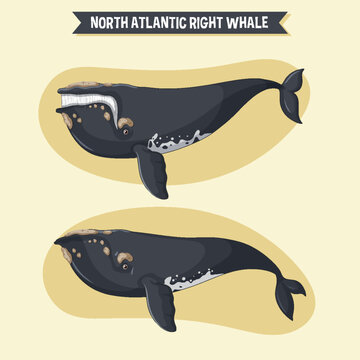 Right whale cartoon character in different poses