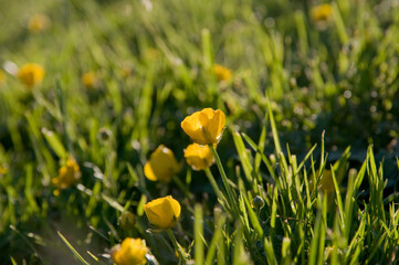 Wild yellow flowers at sunset