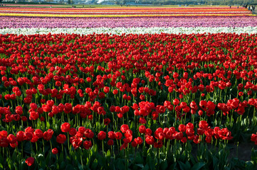 Colorful tulips field