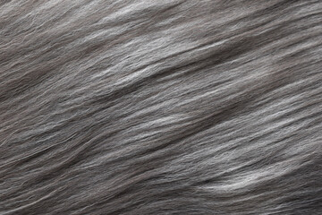 Persian cat fur texture background. Black, gray and white pet hair texture background.