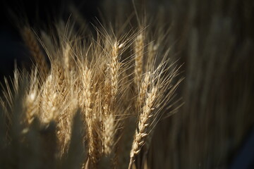 Ripe ears of wheat, ready for harvesting and processing.