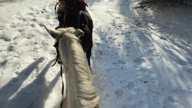 A walk on a white horse, a first-person view of the horse's mane and reins. Walk through an amazing winter forest on a bright sunny day. View of the groom-guide walking in front. A journey through ama