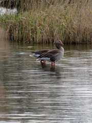 Graugans, Anser anser