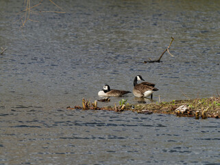 Kanadagans , Branta canadensis