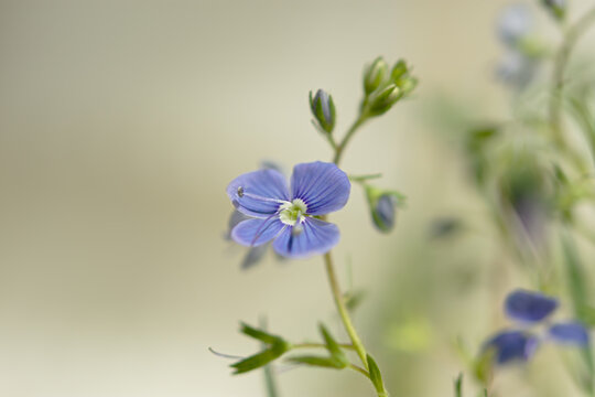 Blue flax flower close-up. A delicate light purple wildflower in selective focus. Macro photography of the flower summer. Authentic atmospheric natural background. Light pastel shades, blurry movement