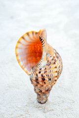 Zanzibar is an island where long sandy beaches and the sounds of shells create the perfect place to relax and unwind