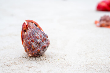 Zanzibar is an island where long sandy beaches and the sounds of shells create the perfect place to relax and unwind