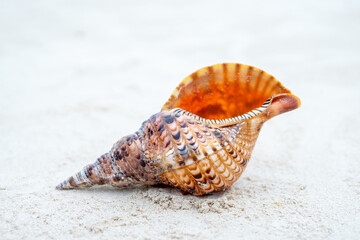 Zanzibar is an island where long sandy beaches and the sounds of shells create the perfect place to relax and unwind