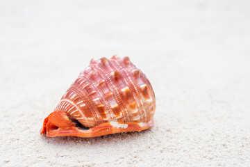 Zanzibar is an island where long sandy beaches and the sounds of shells create the perfect place to relax and unwind