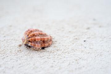 Zanzibar is an island where long sandy beaches and the sounds of shells create the perfect place to relax and unwind