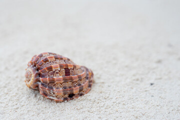 Zanzibar is an island where long sandy beaches and the sounds of shells create the perfect place to relax and unwind