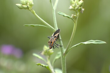 Close up insects (Agrilus auroguttatus) on wild grass