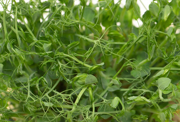 green shoots of peas on a white background