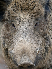 Wildschwein, Sus scrofa