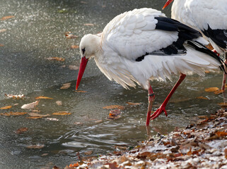Weissstorch, Ciconia ciconia, in Schnee und Eis