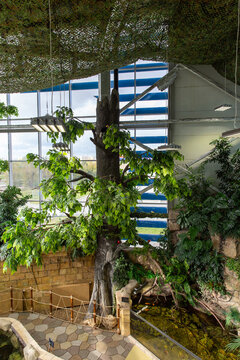 Living Tree Inside A Modern Building