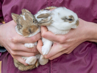 Female hands hold up two small rabbits