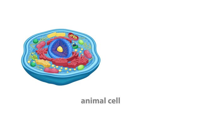 Animal Cell Anatomy Diagram Structure Animation