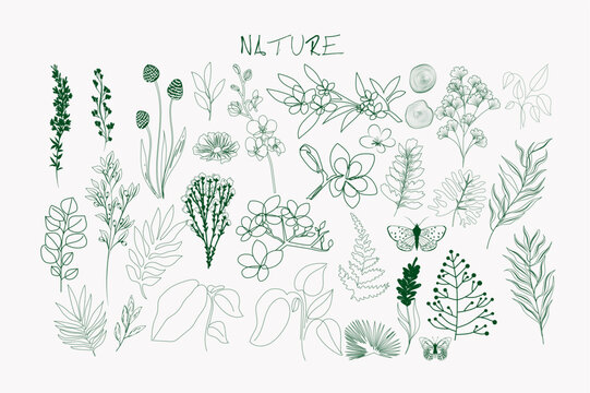 Collection of nature line art elements. Herbs and flowers icons. Editable vector illustration.