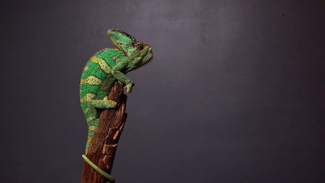 Veiled Chameleon, Chamaeleo calyptratus, sits on branch and look in different directions close-up on a grey background. 4k raw Studio footage of exotic pet, animals