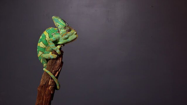 Veiled Chameleon, Chamaeleo calyptratus, sits on branch and look in different directions close-up on a grey background. 4k raw Studio footage of exotic pet, animals