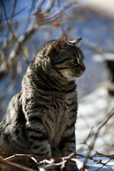 The beautiful tabby cat makes a fine show of itself outdoors